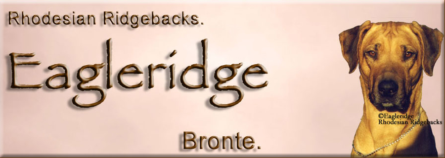 Eagleridge Bronte Ridgeback bitch