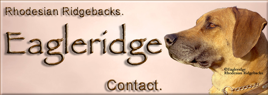 Contact Ann Gates at Eagleridge Ridgebacks