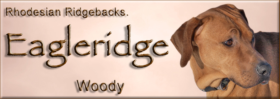 Eagleridge Woody Ridgeback dog
